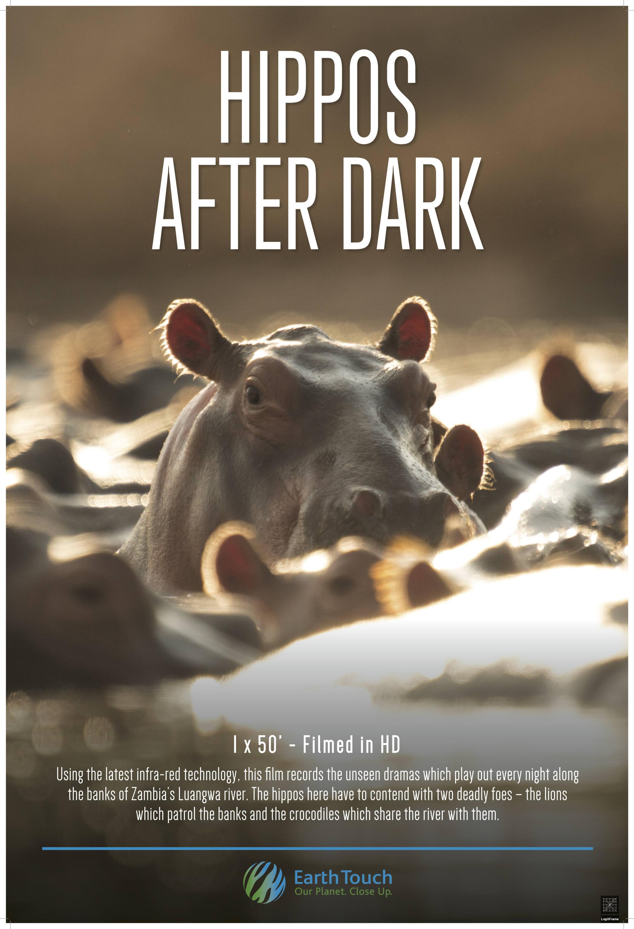 Hippos After Dark 