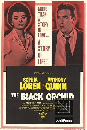 The Black Orchid 