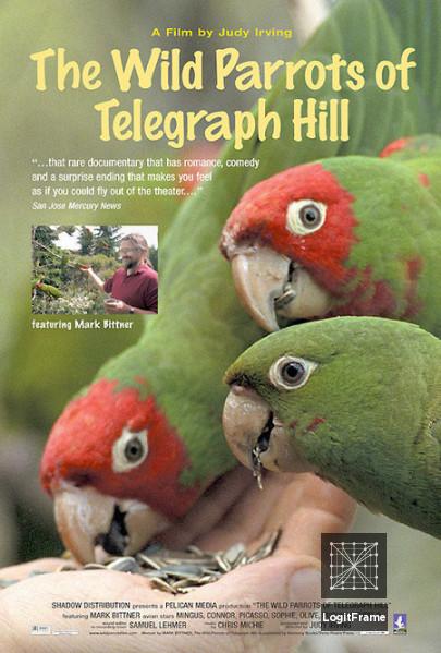 The Wild Parrots of Telegraph Hill 