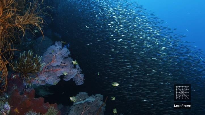 Wild Window: Bejeweled Fishes 