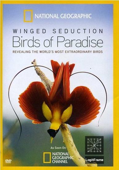 Winged Seduction: Birds of Paradise 