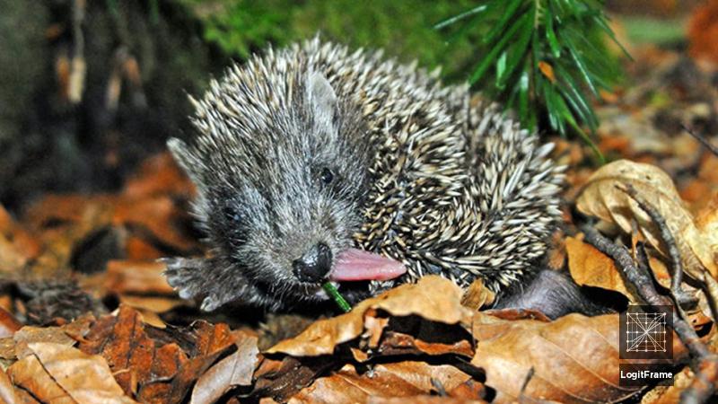 Year of the Hedgehog 